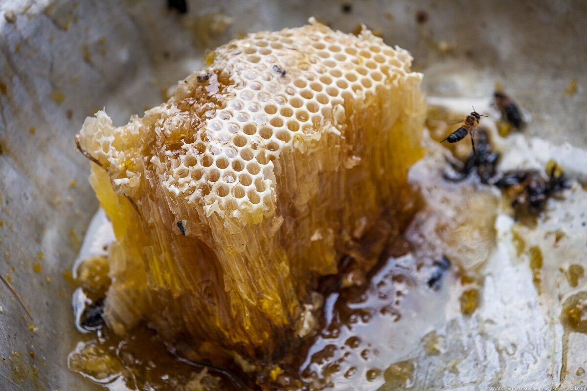 Как достают соты. Мёд диких пчёл Бортевой. Бортевой мёд пчела. Окаменевшая пчелиная сота. Башкирский Бортевой мед.