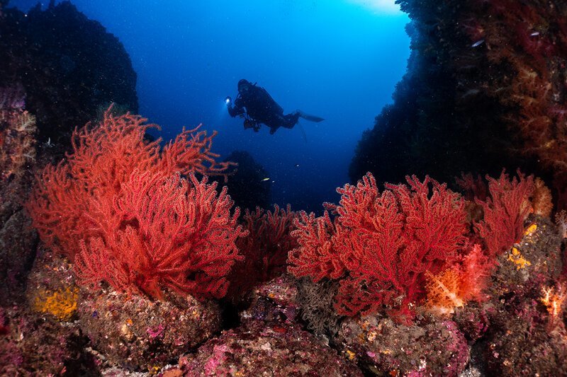 Выбраны лучшие подводные фото года