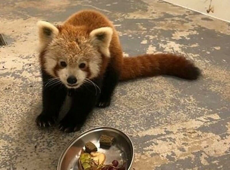 Красная панда, дважды сбежавшая из британского заповедника, была поймана