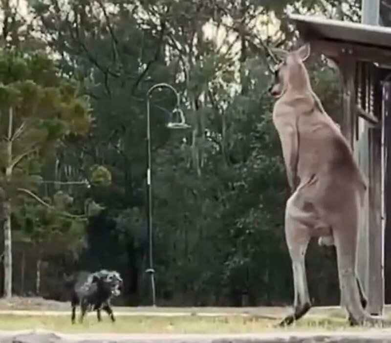 Огромный кенгуру и маленькая собачка устроили бои без правил