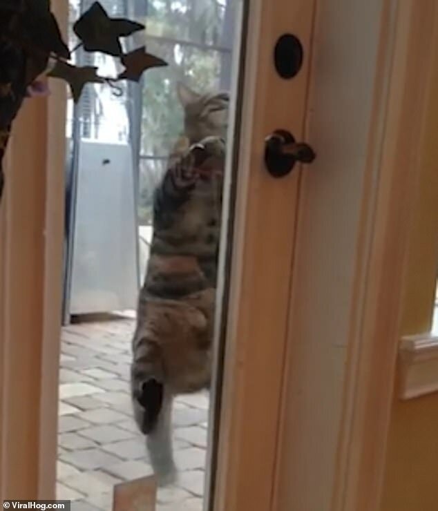 "Взломщик!": кот ловко открыл запертую дверь дома