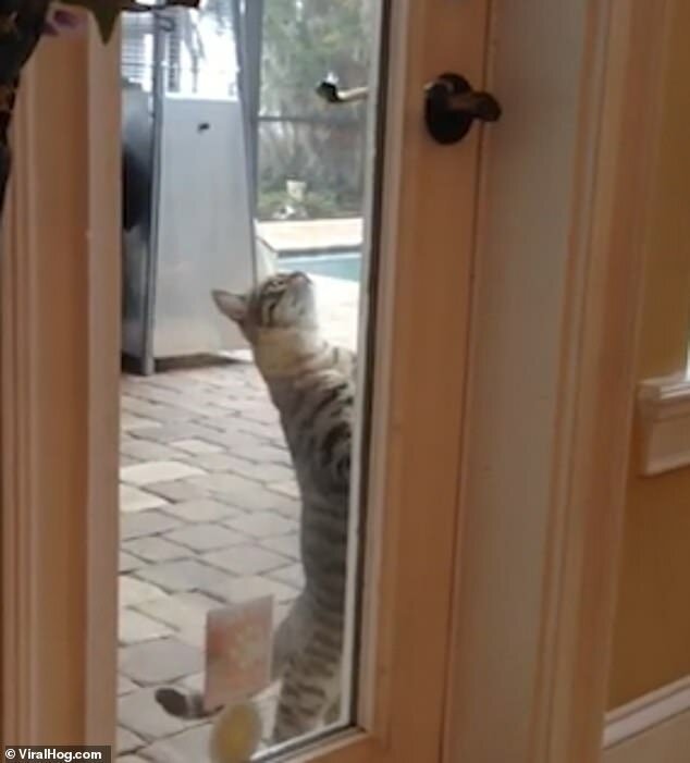"Взломщик!": кот ловко открыл запертую дверь дома