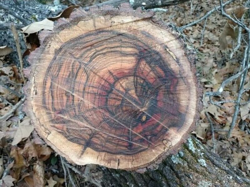Кольца на дереве