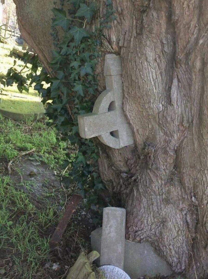 Дерево "втягивает" надгробный крест 