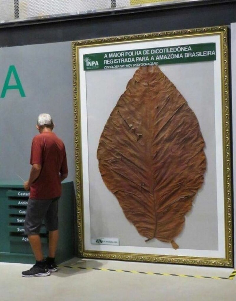 Крупнейший лист двудольного растения из Амазонии 