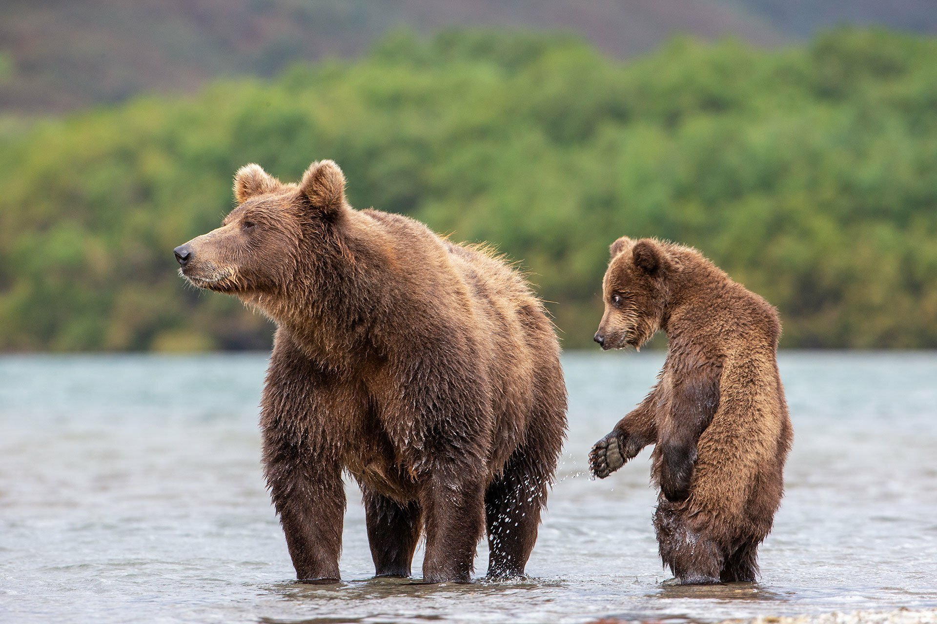 Движение первых дикая природа. Камчатский бурый медведь. Бурый медведь Камчатки. Бурый медведь Камчатский медведь. Дальневосточный бурый медведь.