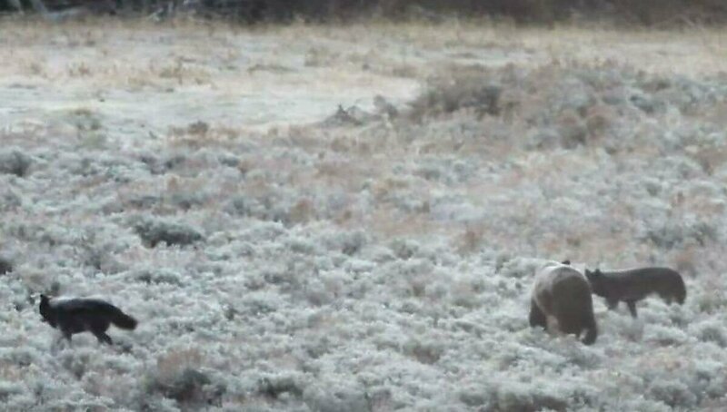 Медведь гризли объединился с волками, чтобы пережить зиму