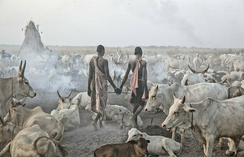 Племя в Южном Судане считает коров валютой