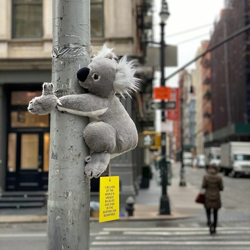 Нью-Йорк заполонили плюшевые коалы