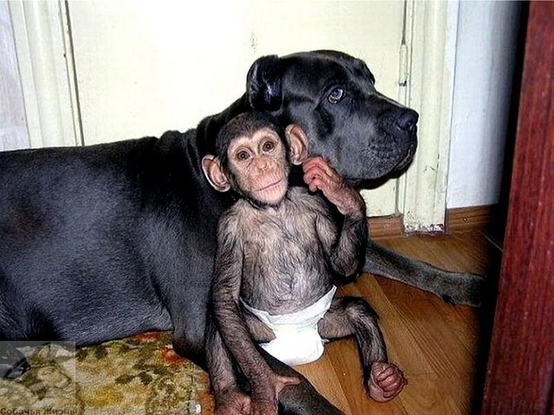 От шимпанзе отказалась мама, но его усыновили