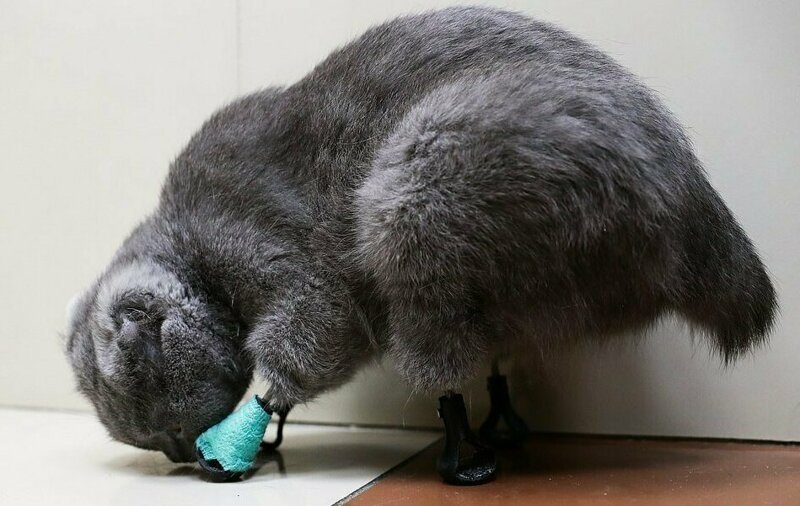Кошка, отморозившая себе четыре лапы, получила протезы конечностей