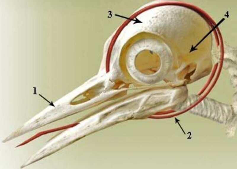Почему дятел не получает сотрясение мозга?