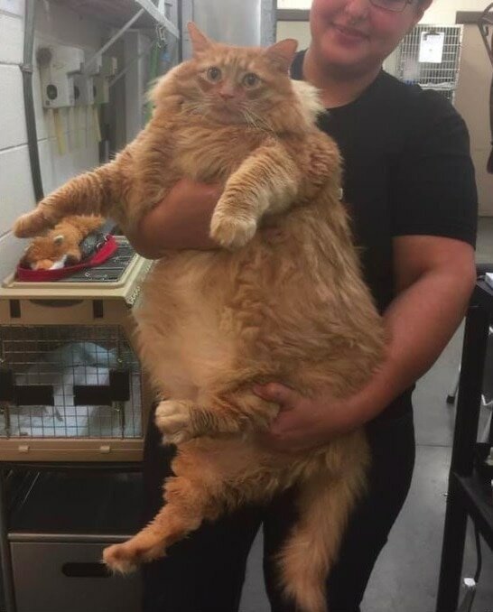 16-килограммовый кот по кличке Базука садится на диету