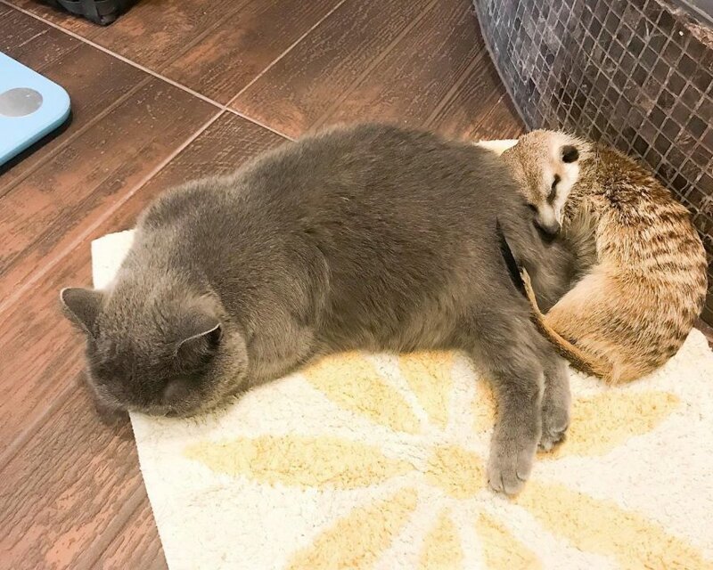 Сурикат и кот стали лучшими друзьями