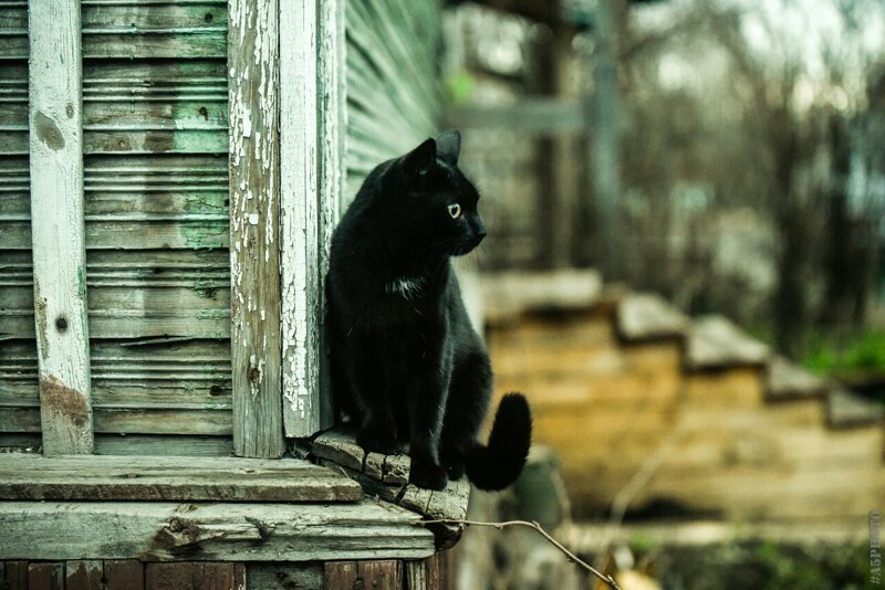 Жил да был чёрный кот за углом...