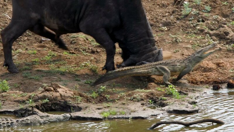 Крокодил встал на пути разгневанного буйвола