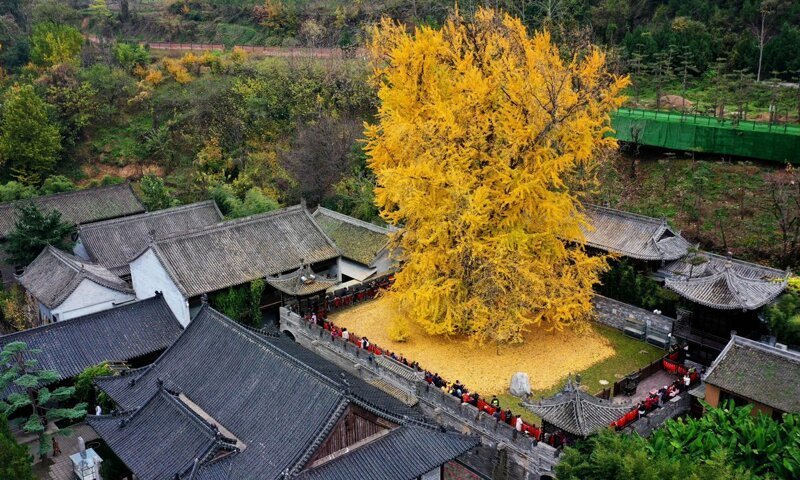 Китайское дерево Гинкго