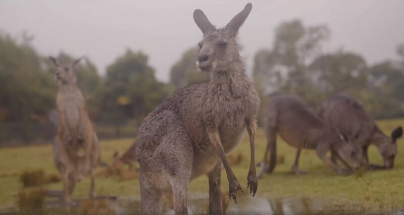 «Австралийские животные празднуют приход дождя»