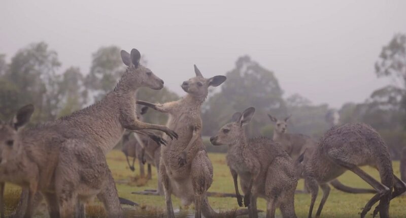По словам сотрудников заповедника, самцы-кенгуру стали гораздо более ласковы по отношению к самкам