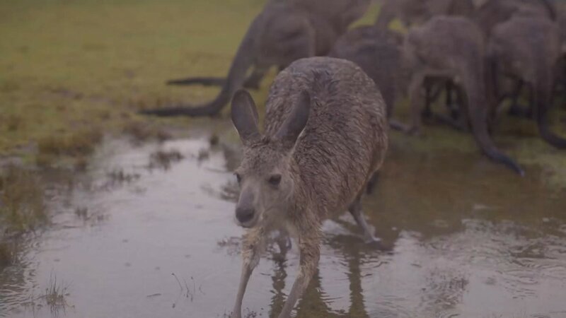 Невероятные кадры:  Животные обрадовались долгожданному дождю