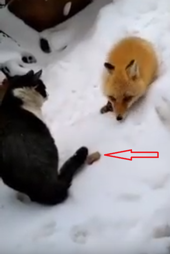 На Ямале лиса с котом сразились за кусок колбасы и стали героями видео
