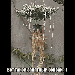 Гифки Гифки