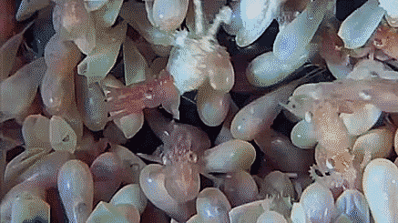 Гифки Гифки