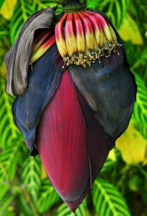 Это - цветок банана