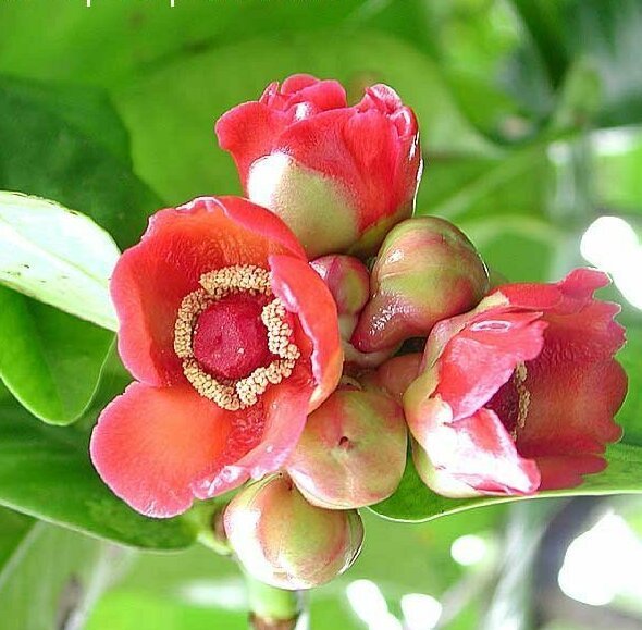 Цветы мангостина