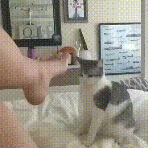 Гифки Гифки