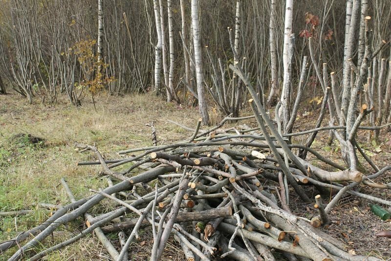 Валежник В Лесу Фото