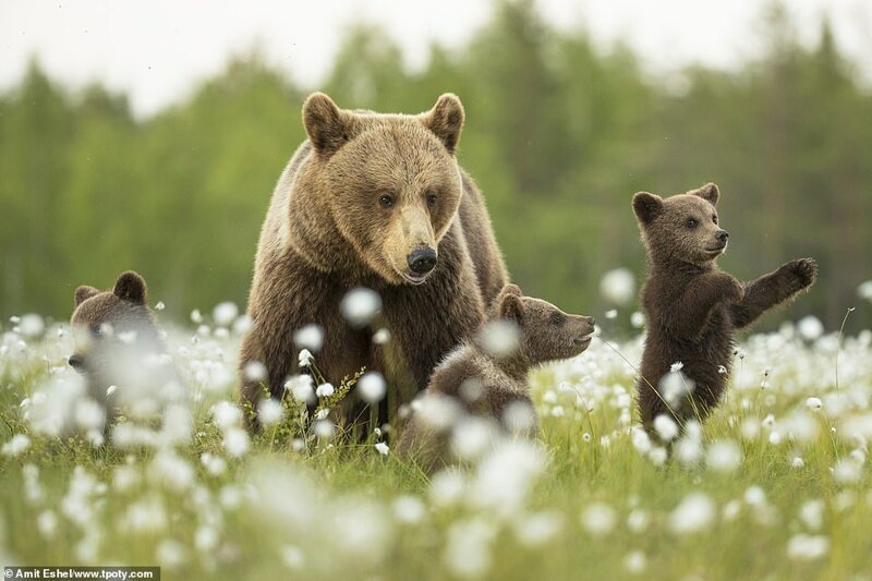 Бурые медведи в провинции Оулу, Финляндия. Фото: Амит Эшель, Израиль. Особое упоминание в категории "Под угрозой исчезновения"
