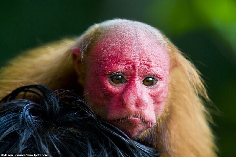 Лысый уакари, примат из лесов бассейна Амазонки, Перу. Фото: Джейсон Эдвардс, Австралия. Особое упоминание в категории "Под угрозой исчезновения"