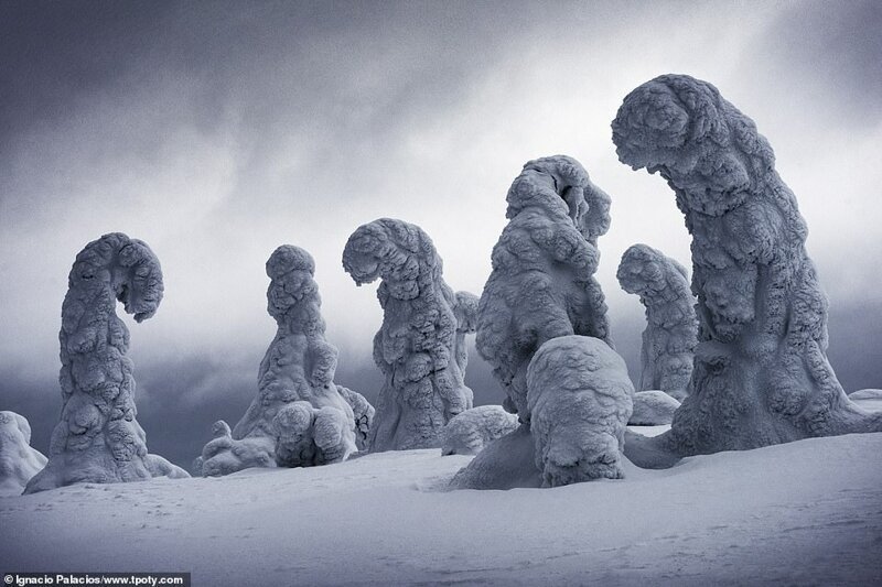 Замороженные деревья в Лапландии, Финляндия. Фото: Игнасио Паласиос, Испания. 2-е место в категории "Искусство путешествий"