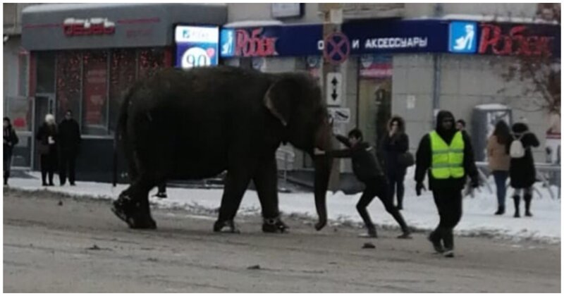 Приключения цирковых слонов на заснеженных улицах Екатеринбурга