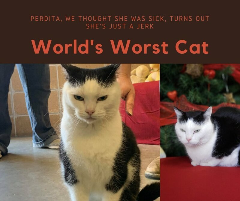 Приют назвал кошку по кличке Пердита самой ужасной в мире