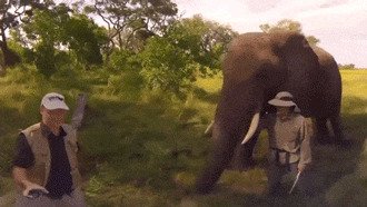 Слоновьи гифки