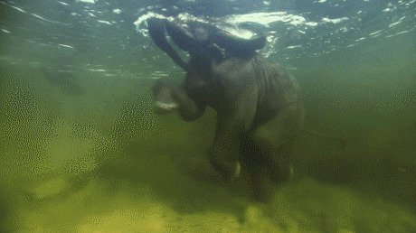 Слоновьи гифки