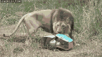 Львиные гифки