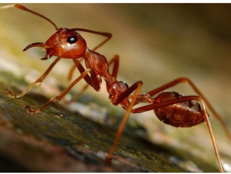 Сколько муравьев послать за пивом