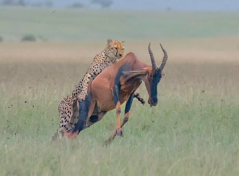 В национальном заповеднике гепард напал на антилопу
