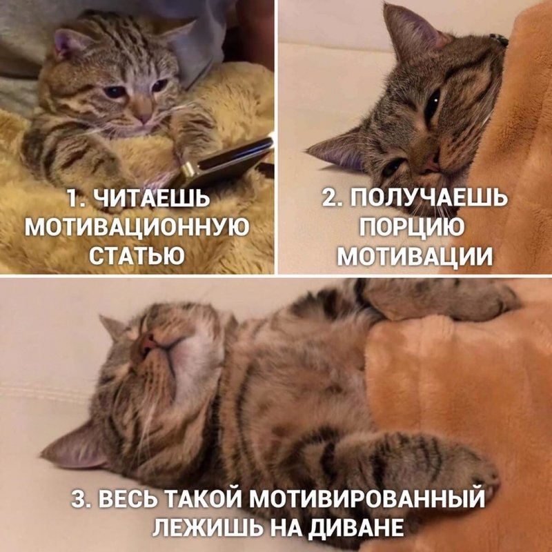 30 жизненных и добрых мемов с котиками