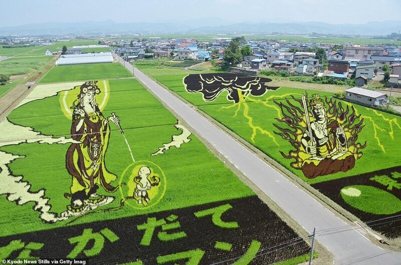 Потрясающие рисовые поля Инакадате