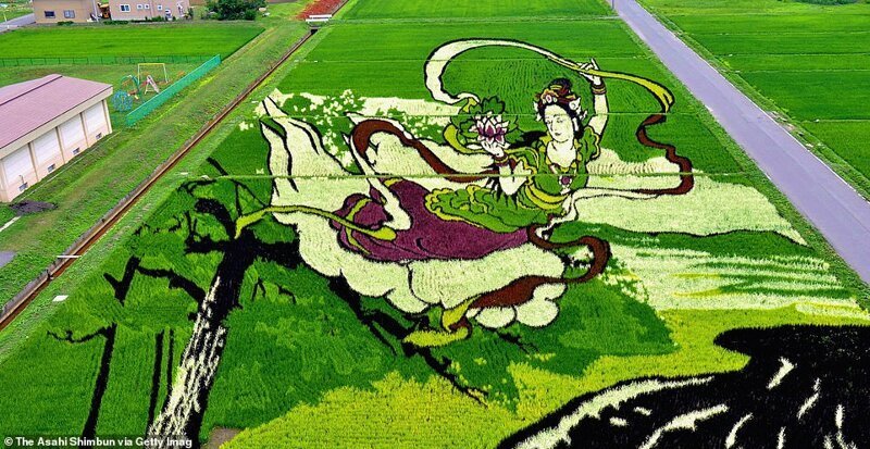 Потрясающие рисовые поля Инакадате