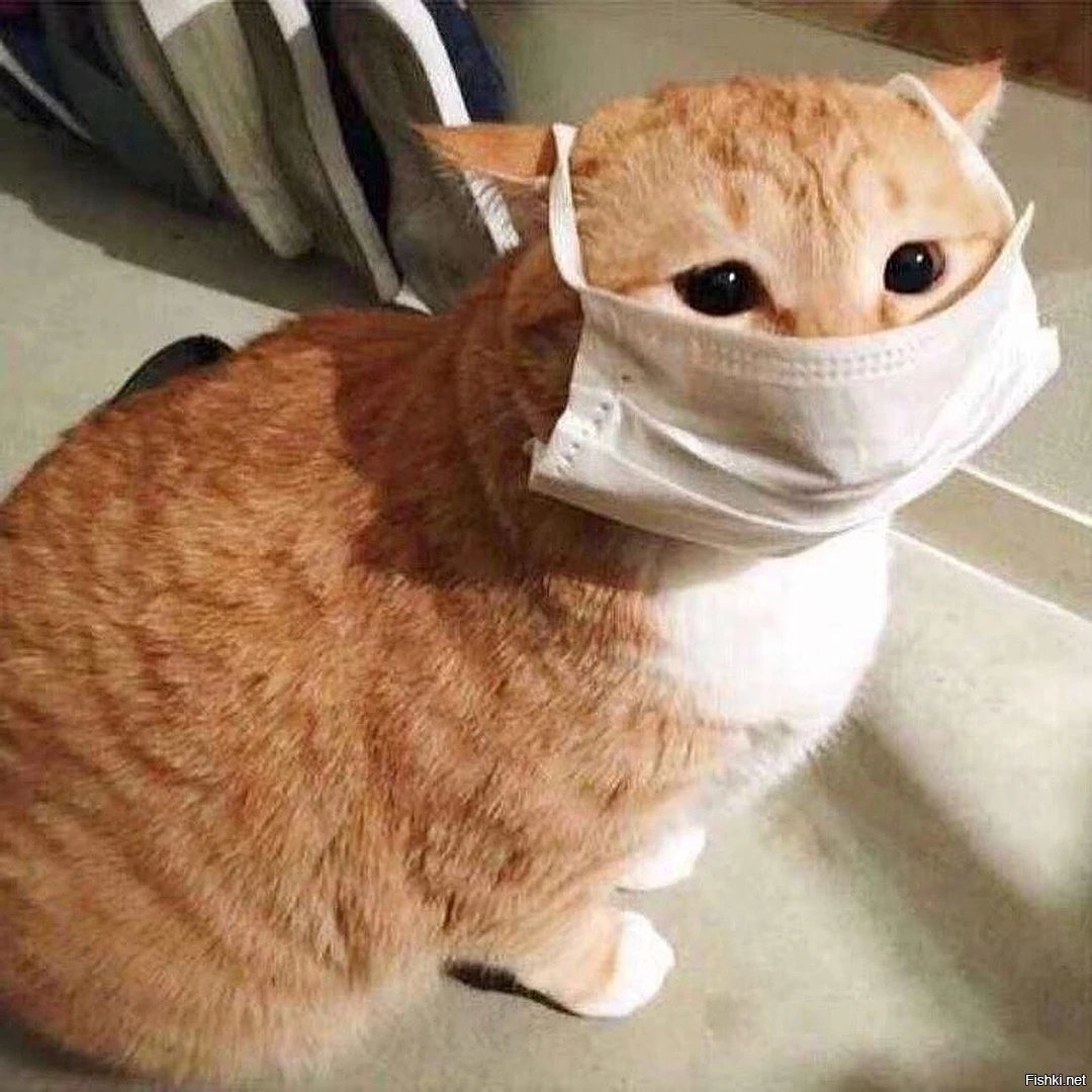 Рыжий кот в медицинской маске