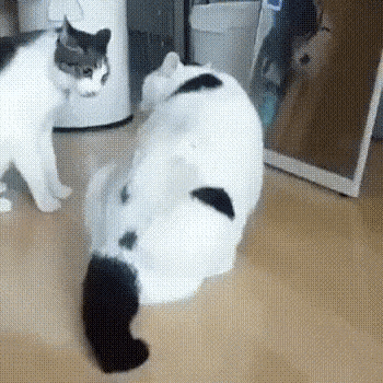 Гифки Гифки