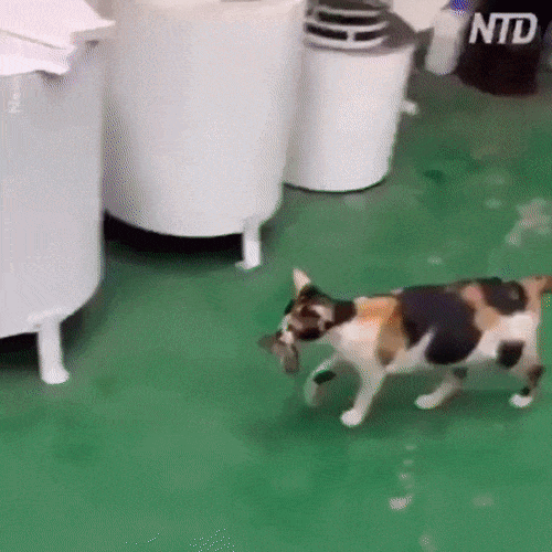 Гифки Гифки