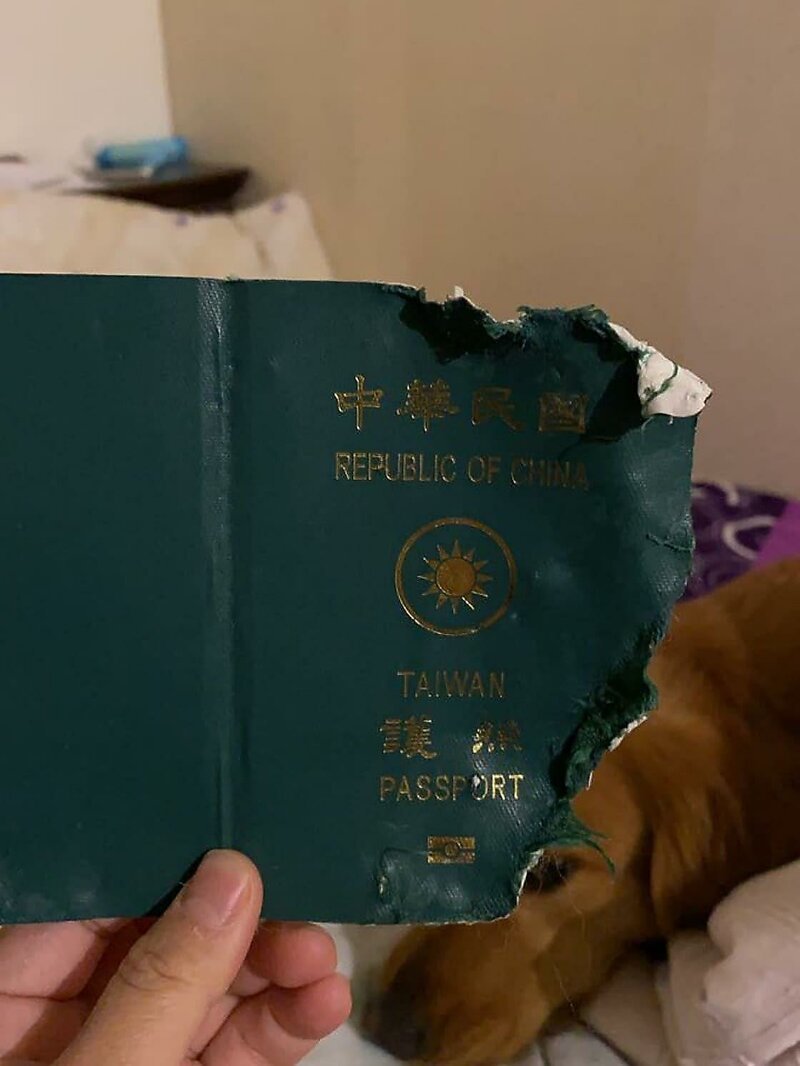 Собака спасла своего владельца от смертельного коронавируса, уничтожив паспорт