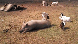 Гифки разные