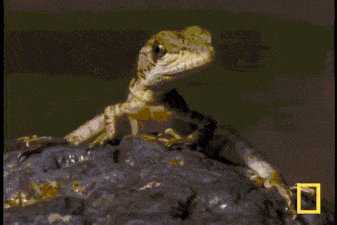 Гифки разные